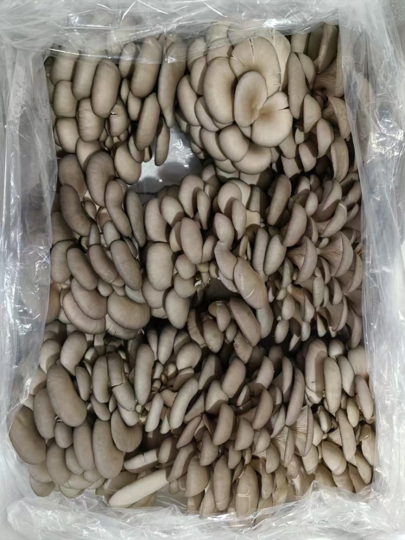 头茬二茬菇