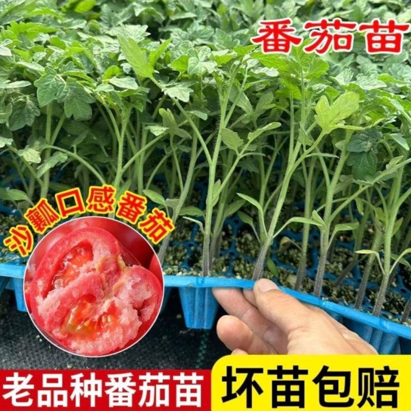 沙瓤老品种普罗旺斯番茄秧苗