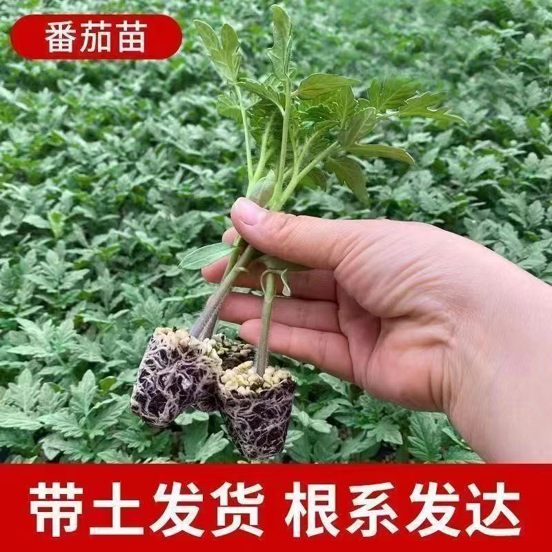 沙瓤老品种普罗旺斯番茄秧苗