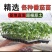 沙瓤老品种普罗旺斯番茄秧苗