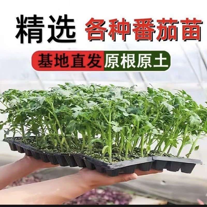 沙瓤老品种普罗旺斯番茄秧苗