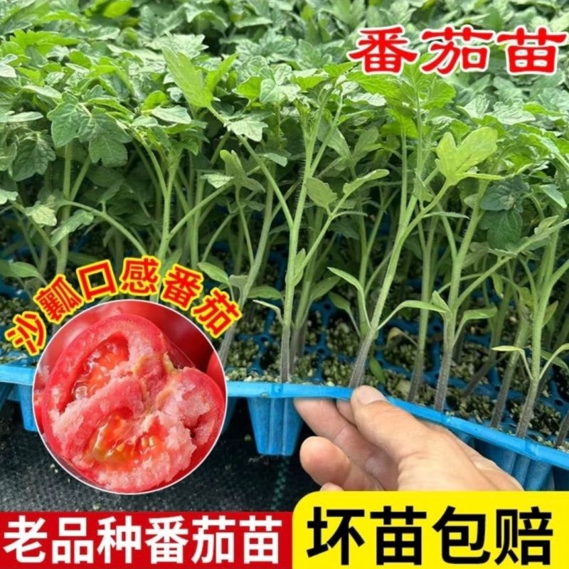 沙瓤老品种普罗旺斯番茄秧苗