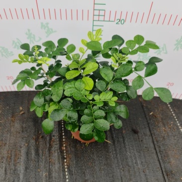 九里香驱蚊驱虫水培植物盆栽四季开花浓香好养桌面室内花卉