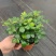 九里香驱蚊驱虫水培植物盆栽四季开花浓香好养桌面室内花卉