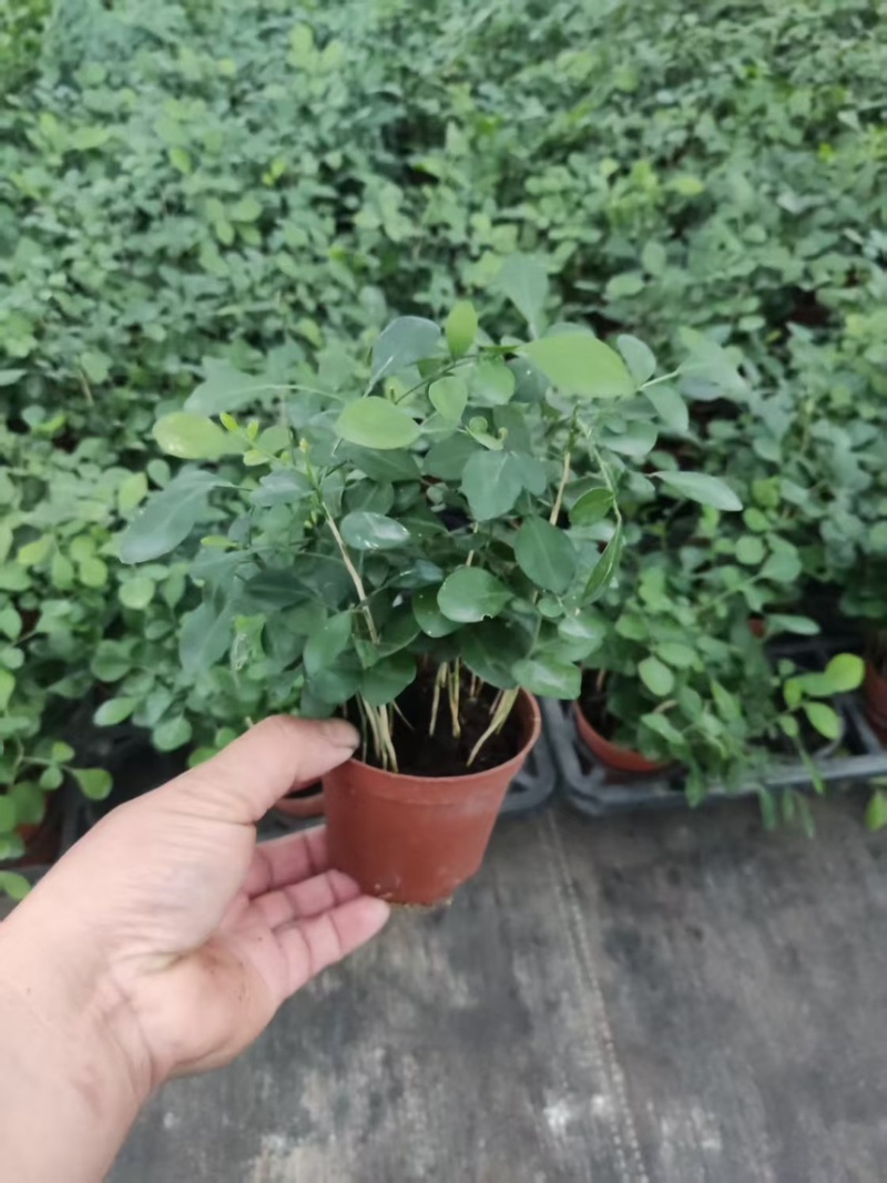 九里香驱蚊驱虫水培植物盆栽四季开花浓香好养桌面室内花卉