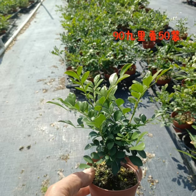 九里香驱蚊驱虫水培植物盆栽四季开花浓香好养桌面室内花卉