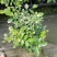 九里香驱蚊驱虫水培植物盆栽四季开花浓香好养桌面室内花卉