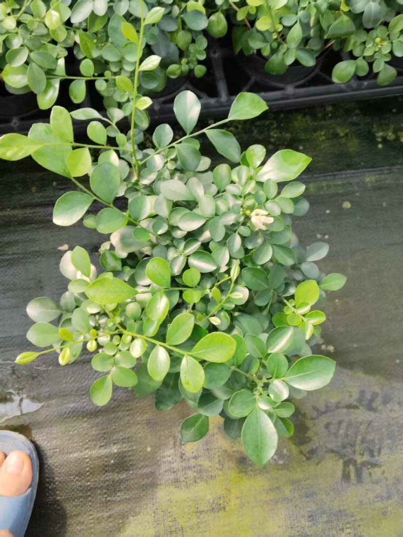 九里香驱蚊驱虫水培植物盆栽四季开花浓香好养桌面室内花卉