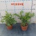 九里香驱蚊驱虫水培植物盆栽四季开花浓香好养桌面室内花卉