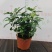 九里香驱蚊驱虫水培植物盆栽四季开花浓香好养桌面室内花卉