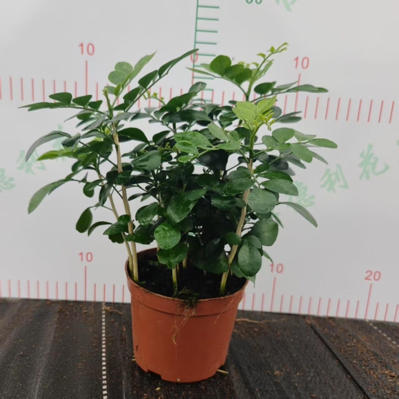 九里香驱蚊驱虫水培植物盆栽四季开花浓香好养桌面室内花卉