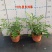 九里香驱蚊驱虫水培植物盆栽四季开花浓香好养桌面室内花卉