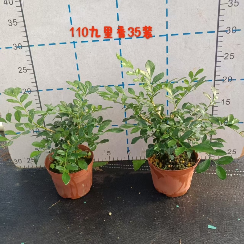 九里香驱蚊驱虫水培植物盆栽四季开花浓香好养桌面室内花卉