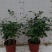 九里香驱蚊驱虫水培植物盆栽四季开花浓香好养桌面室内花卉
