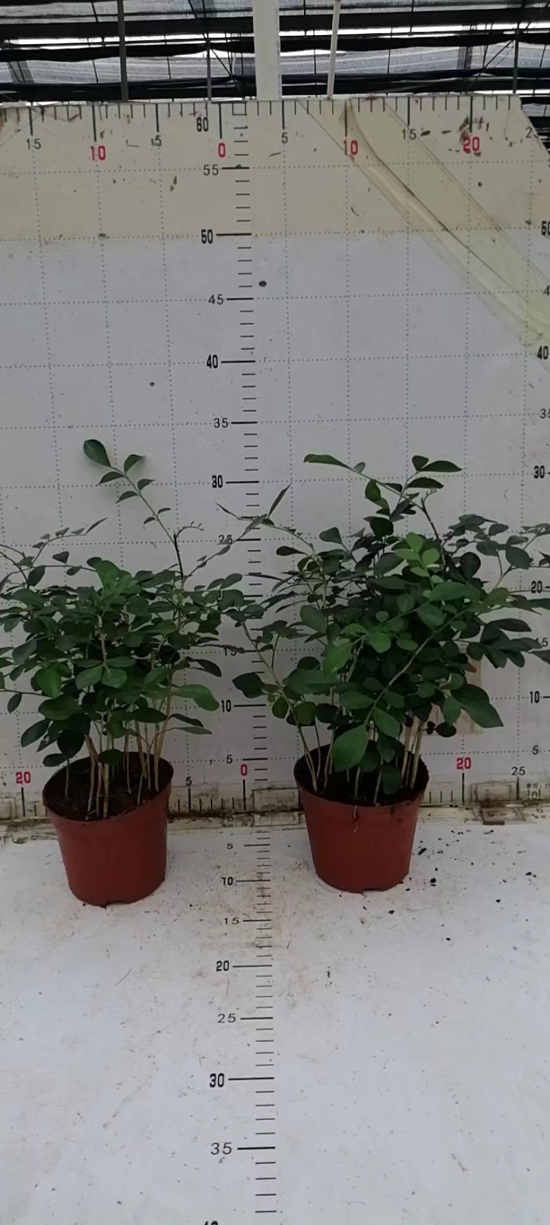 九里香驱蚊驱虫水培植物盆栽四季开花浓香好养桌面室内花卉