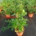 九里香驱蚊驱虫水培植物盆栽四季开花浓香好养桌面室内花卉