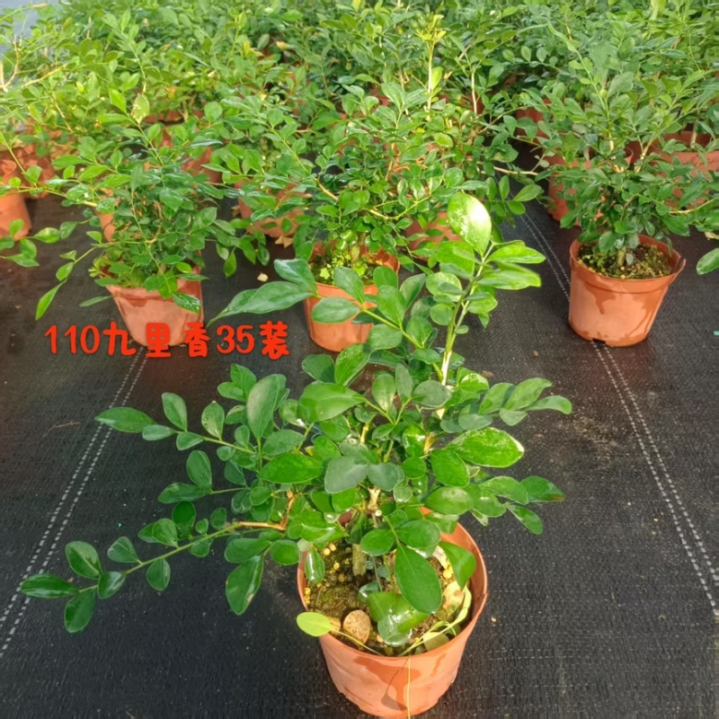 九里香驱蚊驱虫水培植物盆栽四季开花浓香好养桌面室内花卉