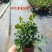 九里香驱蚊驱虫水培植物盆栽四季开花浓香好养桌面室内花卉
