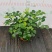 九里香驱蚊驱虫水培植物盆栽四季开花浓香好养桌面室内花卉