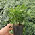 九里香驱蚊驱虫水培植物盆栽四季开花浓香好养桌面室内花卉