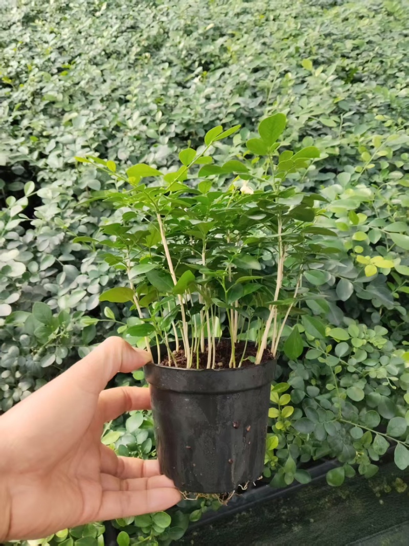 九里香驱蚊驱虫水培植物盆栽四季开花浓香好养桌面室内花卉