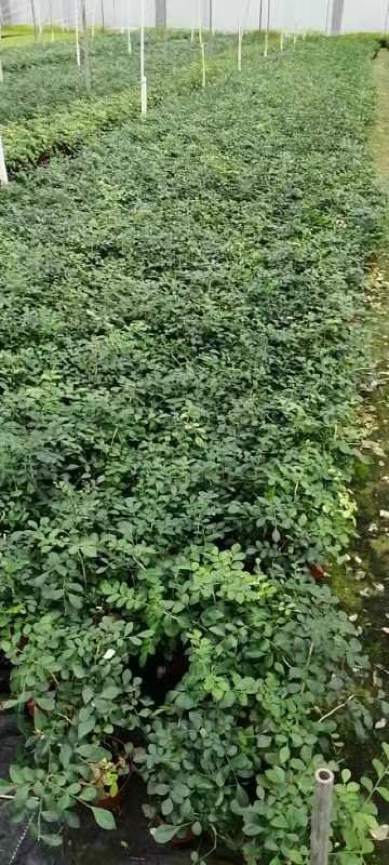九里香驱蚊驱虫水培植物盆栽四季开花浓香好养桌面室内花卉
