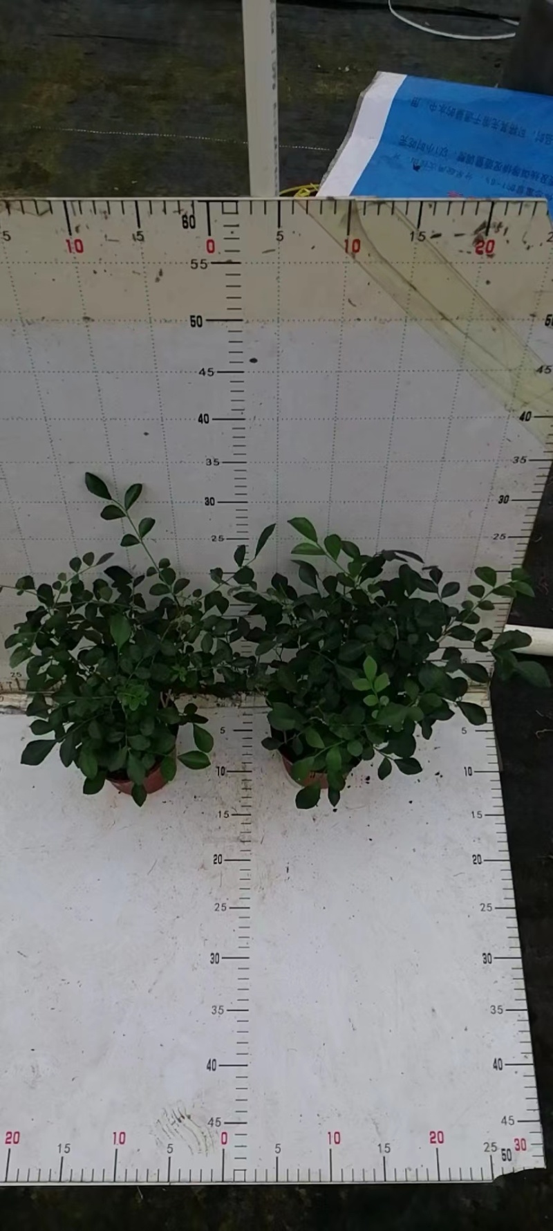 九里香驱蚊驱虫水培植物盆栽四季开花浓香好养桌面室内花卉