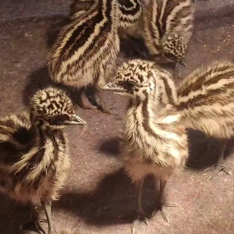 澳洲鸸鹋