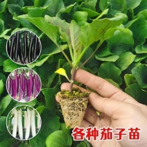 优选茄子秧苗高产红长茄子紫色品种四叶种苗更容易种植