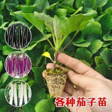 优选茄子秧苗高产红长茄子紫色品种四叶种苗更容易种植