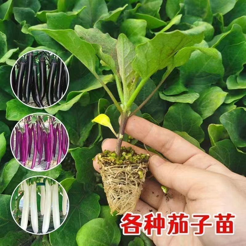 优选茄子秧苗高产红长茄子紫色品种四叶种苗更容易种植