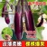 优选茄子秧苗高产红长茄子紫色品种四叶种苗更容易种植