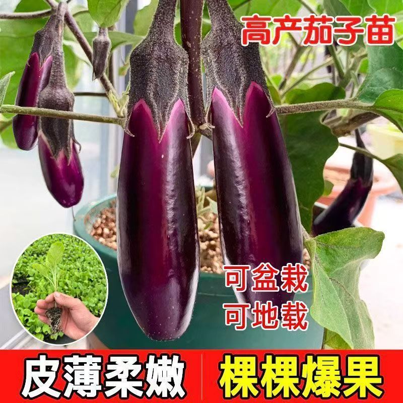 优选茄子秧苗高产红长茄子紫色品种四叶种苗更容易种植