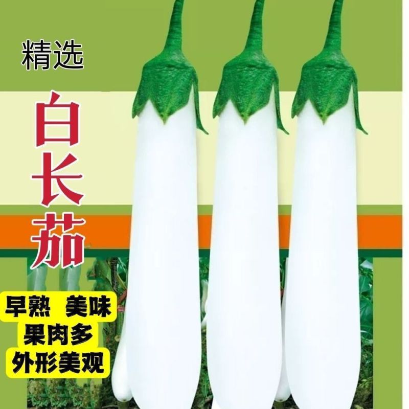 优选茄子秧苗高产红长茄子紫色品种四叶种苗更容易种植