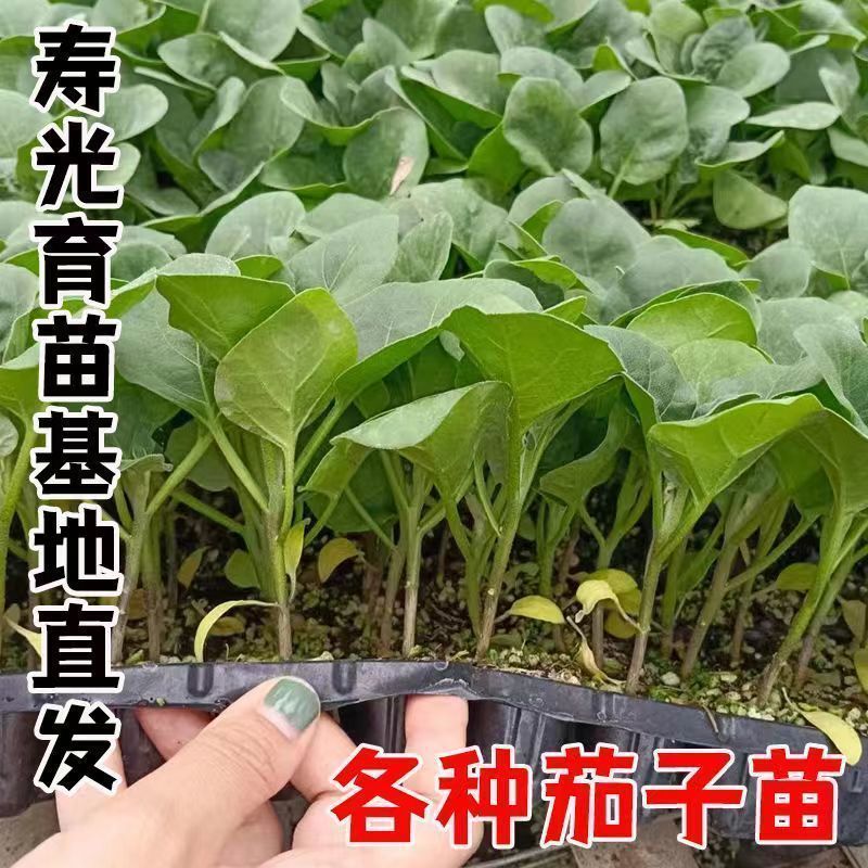 优选茄子秧苗高产红长茄子紫色品种四叶种苗更容易种植