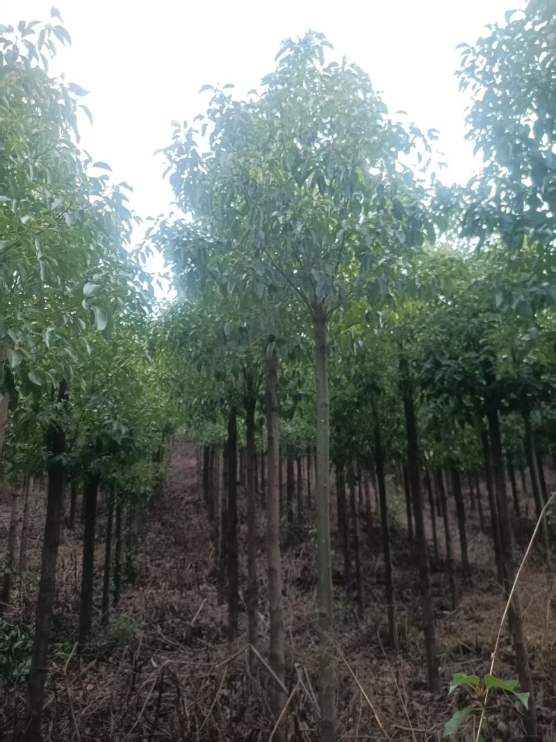 10公分杀头发帽香樟香樟树价格香樟树批发