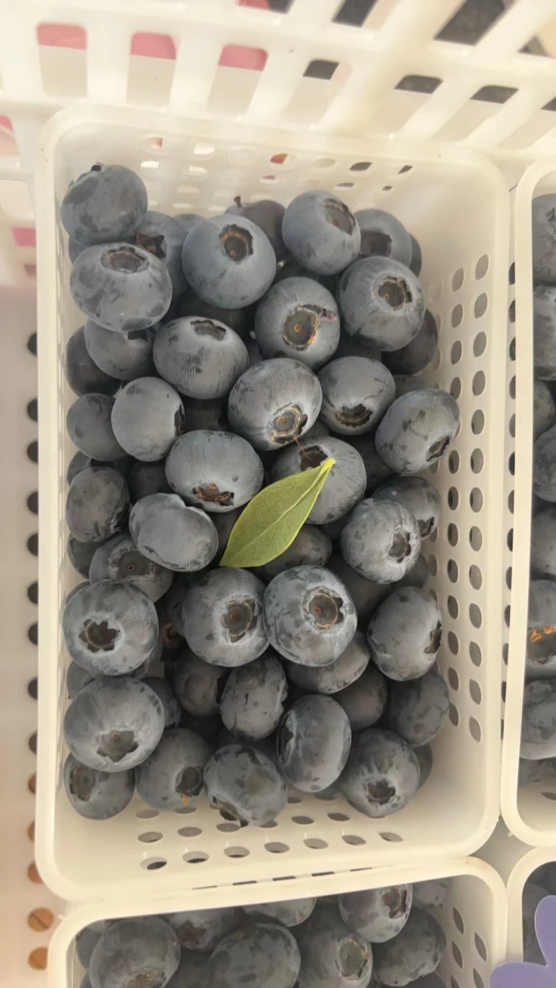 蓝莓L25，L11，F6现采直发，可对接商超，电商