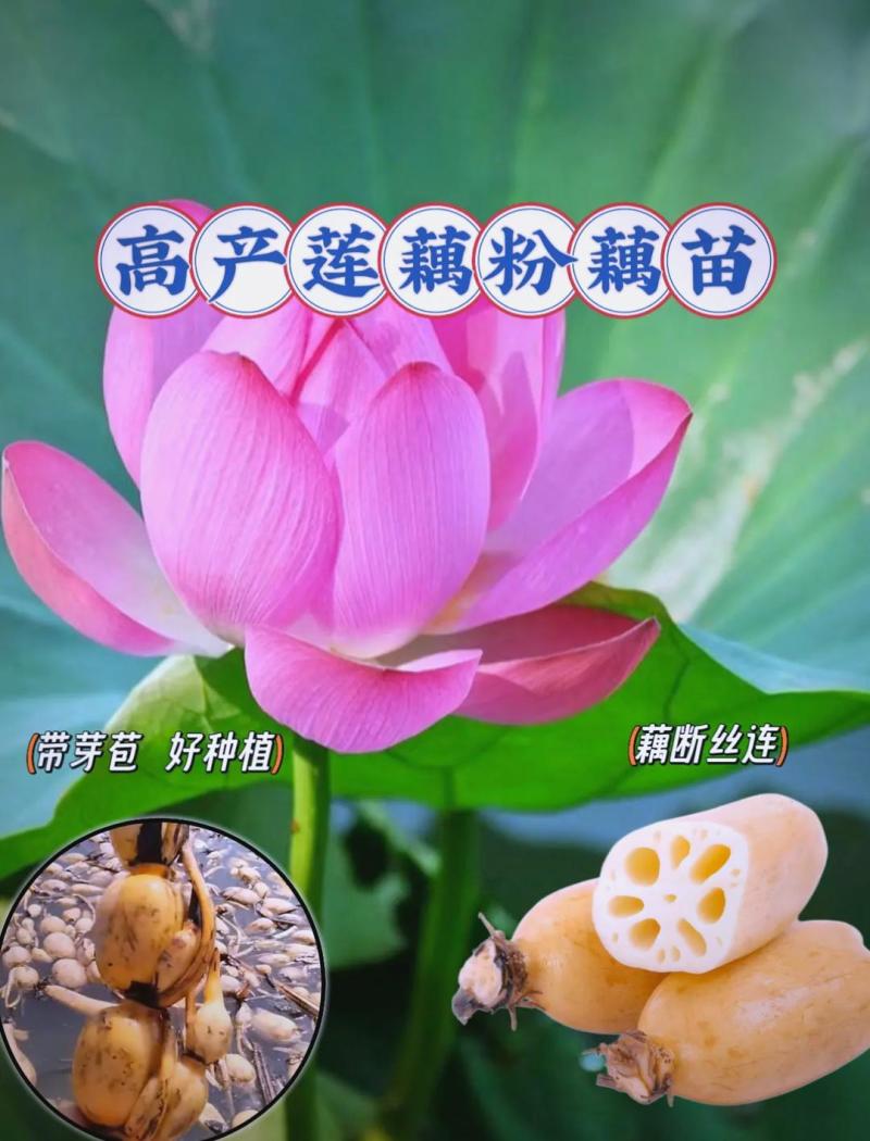莲藕苗脆藕