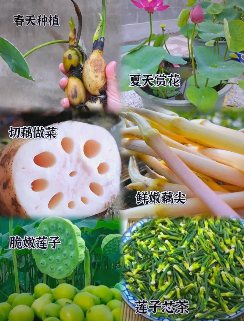 莲藕苗脆藕