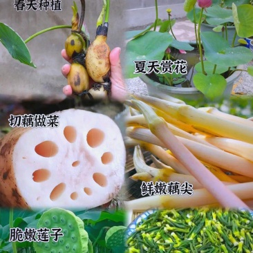 莲藕苗脆藕