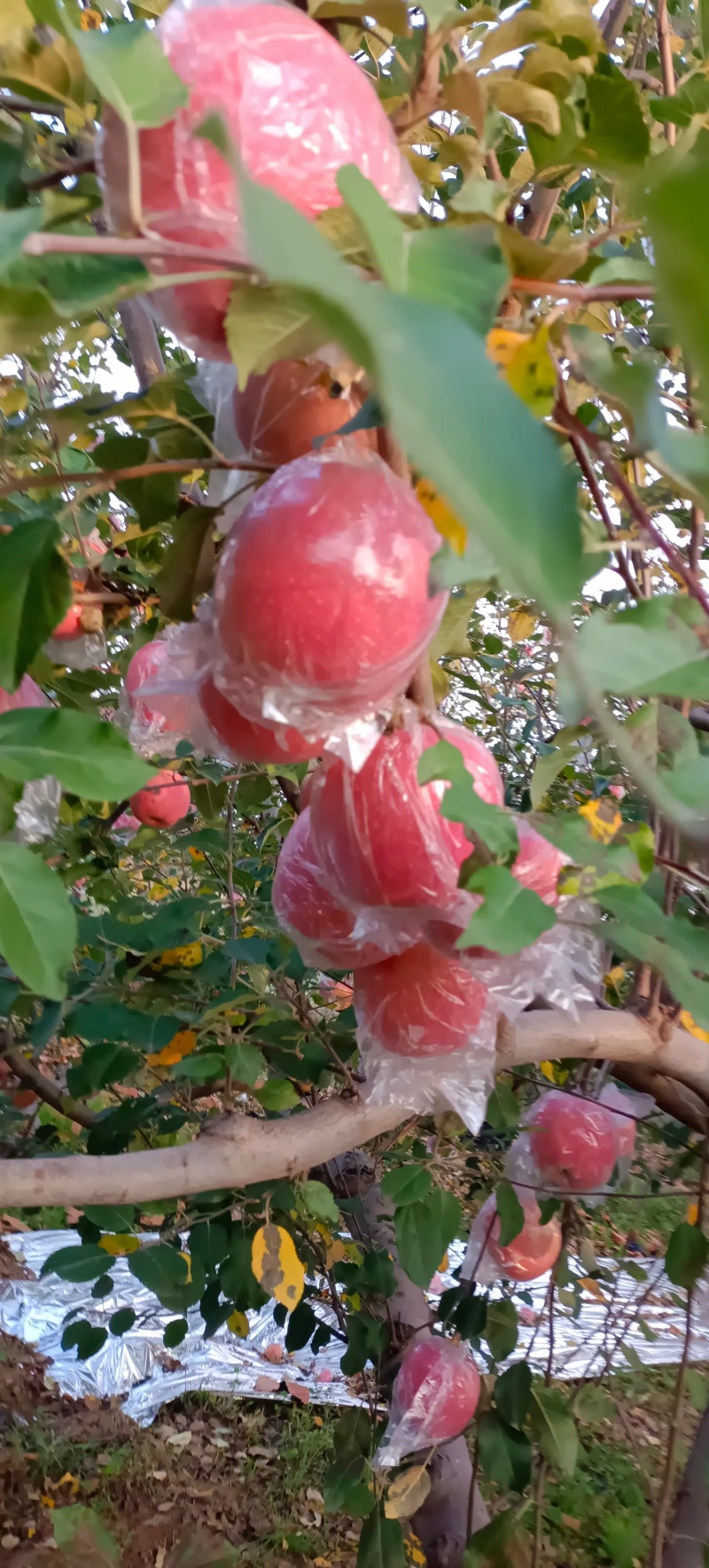 山西万荣县产地纸加膜红富士苹果，全国供货。