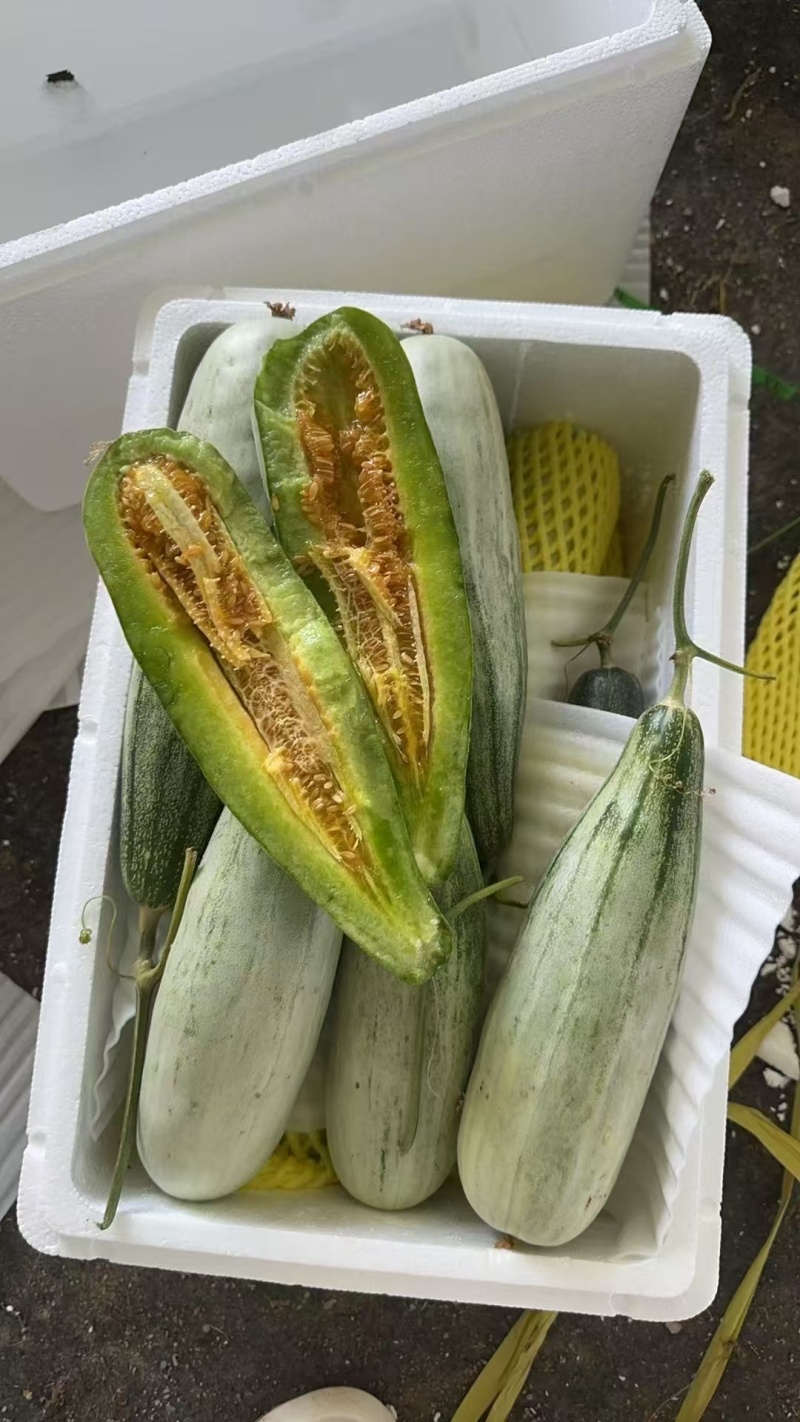 羊角蜜甜瓜山东临沂市费县精品头茬羊角蜜量很大欢迎采购。