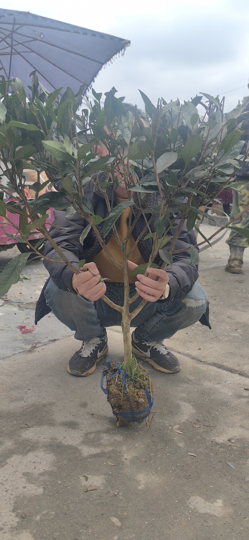 大茶树苗,绿化茶苗，三年生茶苗，五年生茶苗