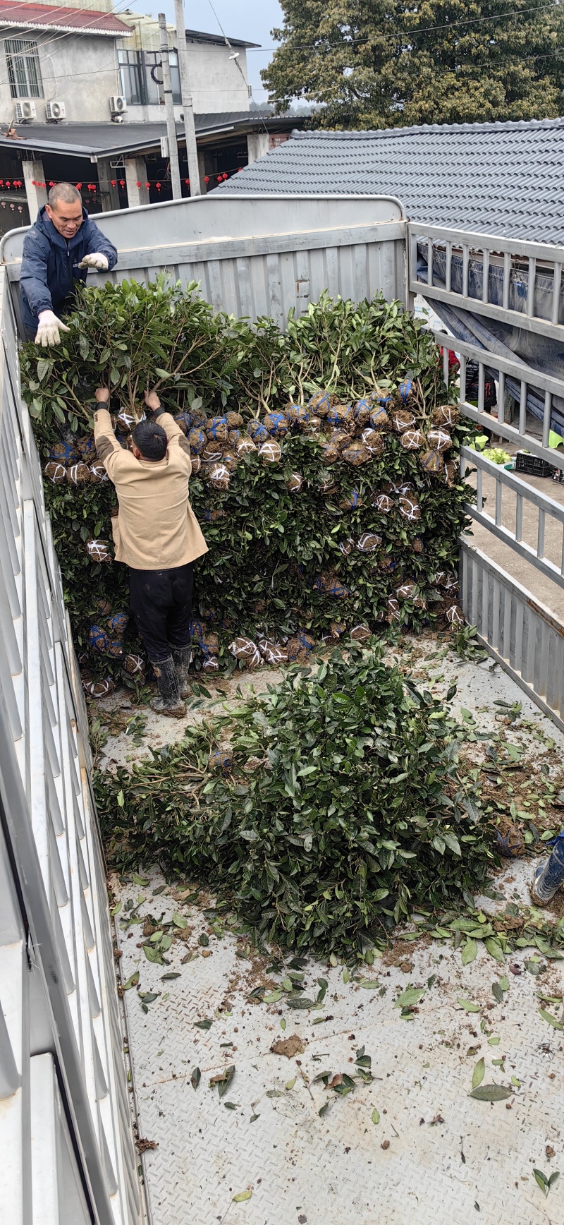 大茶树苗,绿化茶苗，三年生茶苗，五年生茶苗