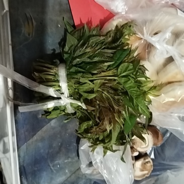 头茬香椿芽
