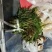 头茬香椿芽