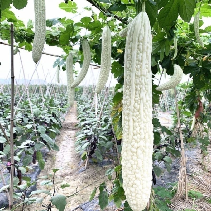 圣玉早熟杂交强雌大白苦瓜种子果实长棒形皮色亮白有光泽