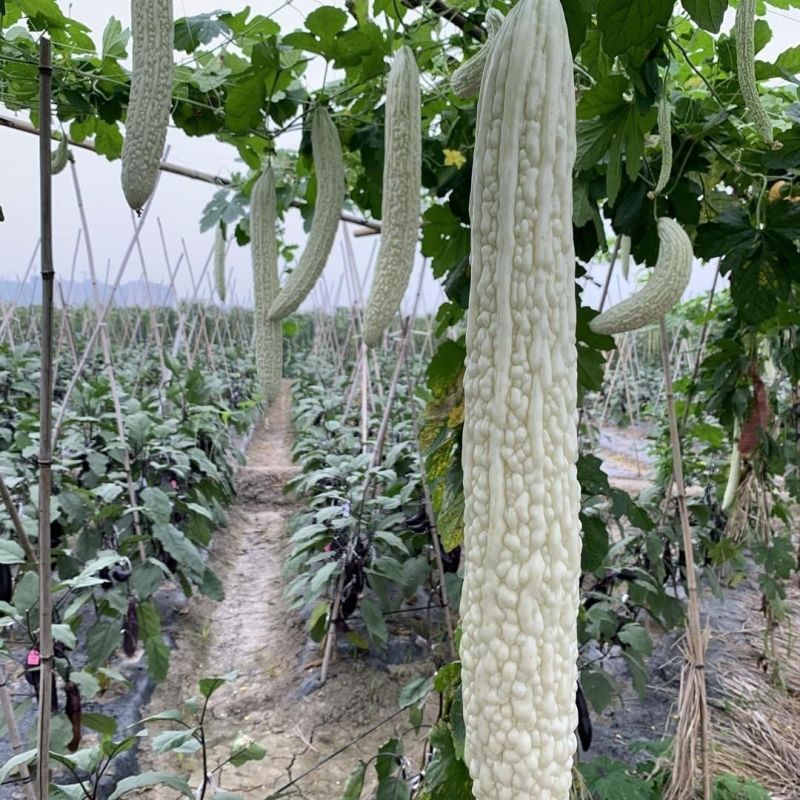 圣玉早熟杂交强雌大白苦瓜种子果实长棒形皮色亮白有光泽