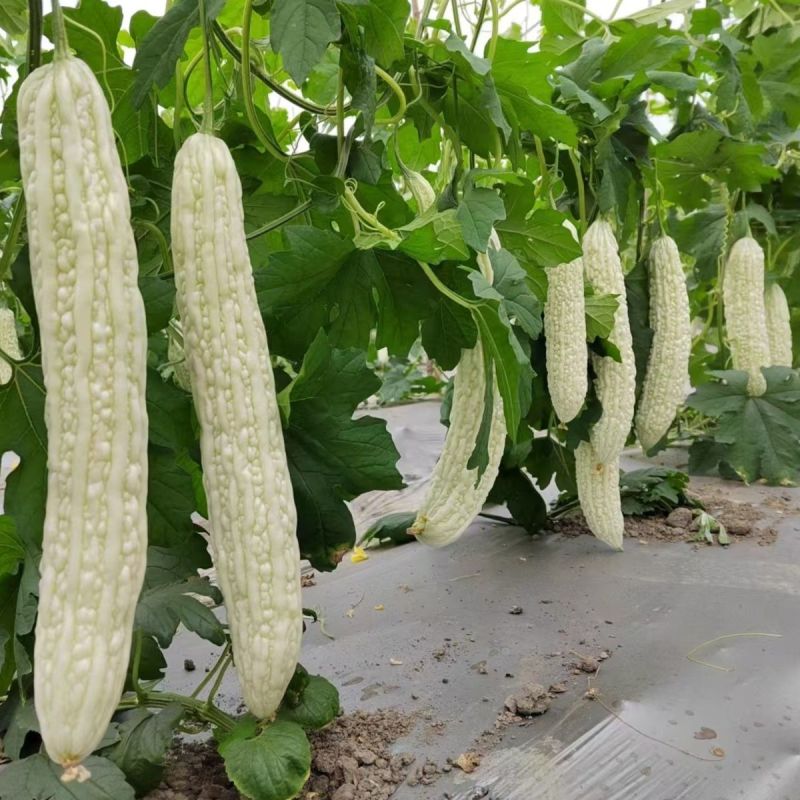 圣玉早熟杂交强雌大白苦瓜种子果实长棒形皮色亮白有光泽