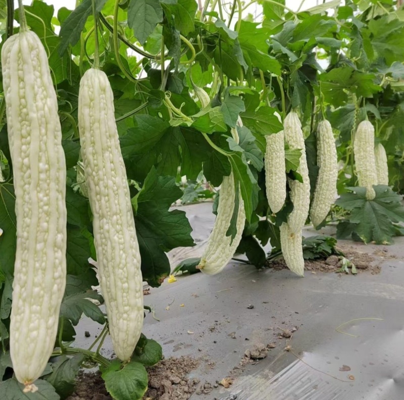 圣玉早熟杂交强雌大白苦瓜种子果实长棒形皮色亮白有光泽